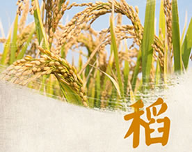 江堤：水稻再见